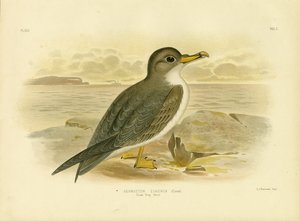 Great Grey Petrel ، 1891 بواسطة جراسيوس بروينوفسكي